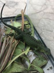 Green Iguana Must Go!!! Comes with tank