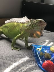 Green Iguana for sale