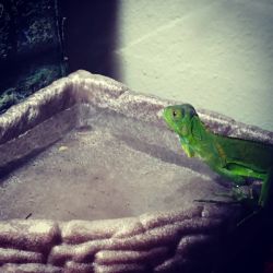 Green iguana for sell