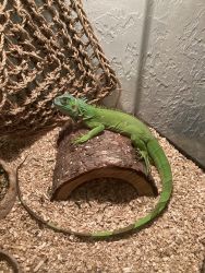 Four year old Female Iguana for sale