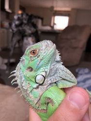 Green iguana FREE