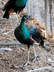 Peafowl New Hatch and Yearlings Available for Sale