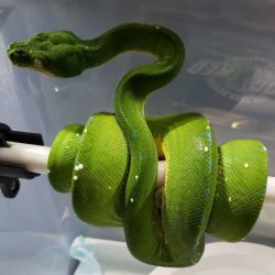 tree python