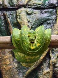 Biak Green Tree Python