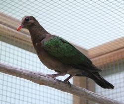 GREEN WING DOVE