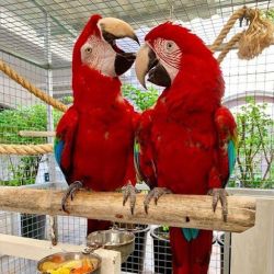green wing macaw parrots for sale