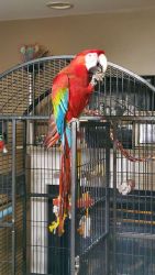Green Winged Macaw parrots. Text: xxx-xxx-xxxx