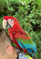 2 Year old Green Wing Macaw, raised since baby