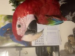 Blessed Green Winged Macaws Ready