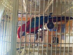 Macaw and cage for sale
