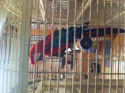 Green-winged Macaw Macaw And Cage For Sale