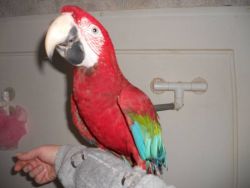 green wing macaw parrots