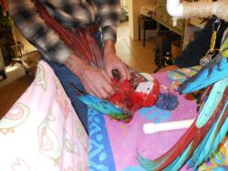 really cute and adorable GREENWING MACAW for sale