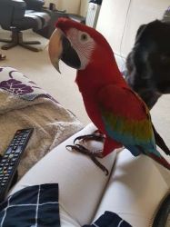 Hand Reared Baby Green Wing Macaw