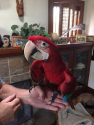 Baby Green Wing Macaw for sale