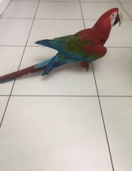Cute Green-Winged Macaw