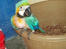 Green wing macaw parrots for your home at christmas