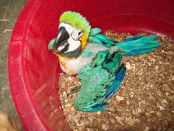 Green wind macaw parrots available for sale