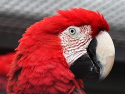 Green winged macaw parrots available