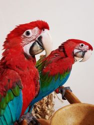 Gorgeous Green-wing macaw Parrots