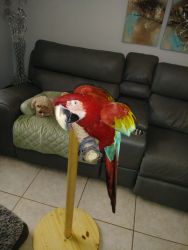 Friendly with Dogs, Loving Green Wing Macaw