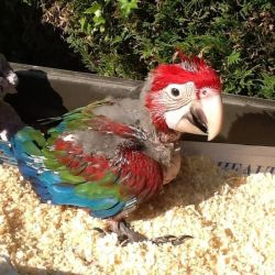 Tamed Green wing Macaw parrots available and ready Text xxx-xxx-xxxx