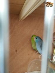 Breeding Pair Parrotlets, Single Parrotlet + Cage