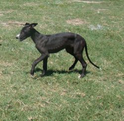 Greyhound puppies available for adoption