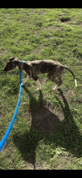 Glorious Greyhound Male Puppy