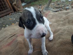 Greyhound puppies for sale