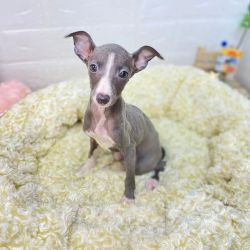 Greyhound Puppies For Sale