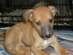 Greyhound puppies for adoption