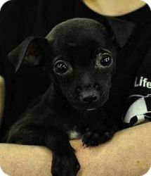 black greyhound pup ready
