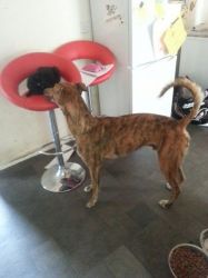 lovely greyhound pups available