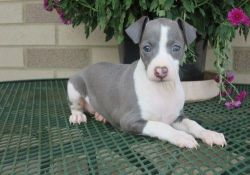 Greyhound puppies For Sale Now. Text (xxx) xxx-xxx2