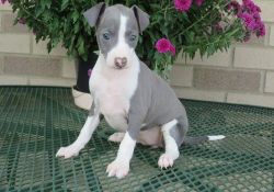 Greyhound Puppies For Sale