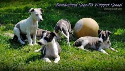 Greyhound - puppies(xxx) xxx-xxx1