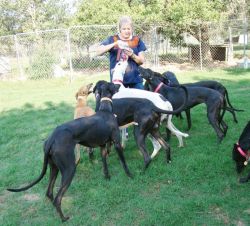 Greyhounds for Adoption