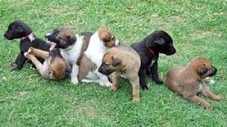 Excellent greyhound Puppies