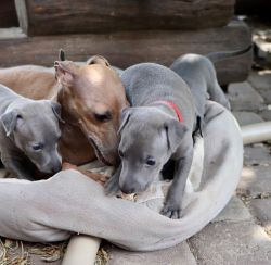 Potty Trained Italian Greyhound Puppies