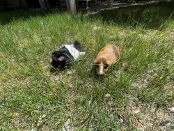 Very loved Guinea pigs in need of a good home