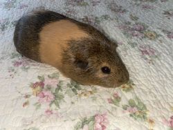 two guinea pigs for sell