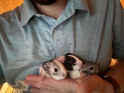 4 week old guinea pigs!