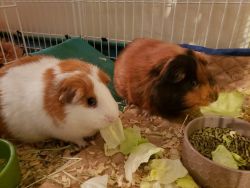 Two male guinea pigs cage included