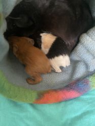 Adorably cute guinea pigs