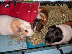 3 Guinea Pigs to good home
