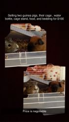 Two bonded guinea pigs and supplies