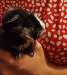 Young Guinea Pigs for Sale!