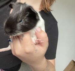Two female 3 month old guinea pigs!