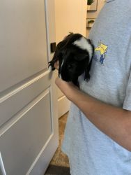 2-Three year old male Guinea Pigs